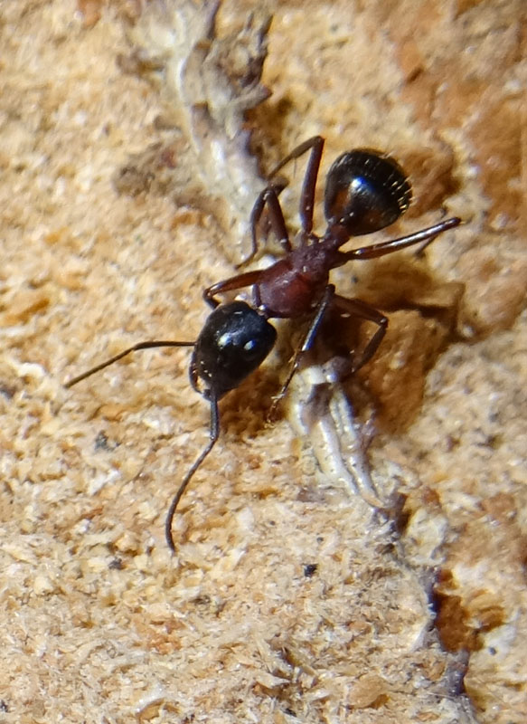 formiche: Camponotus ligniperda